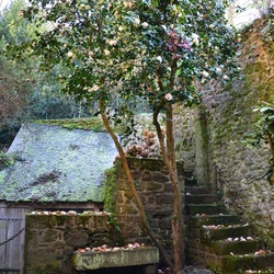 2016-12 France/Dinan/DSC_0117.JPG